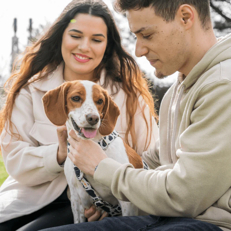 Barkyn: o plano de saúde diário que dá aos donos mais tempo com os seus cães - Image 3